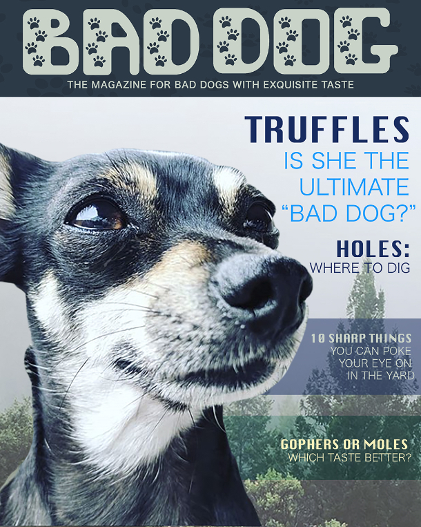 Cover of "bad dog" magazine featuring a close-up of a chihuahua with a mischievous expression, surrounded by headlines about dog behavior and humorous topics.