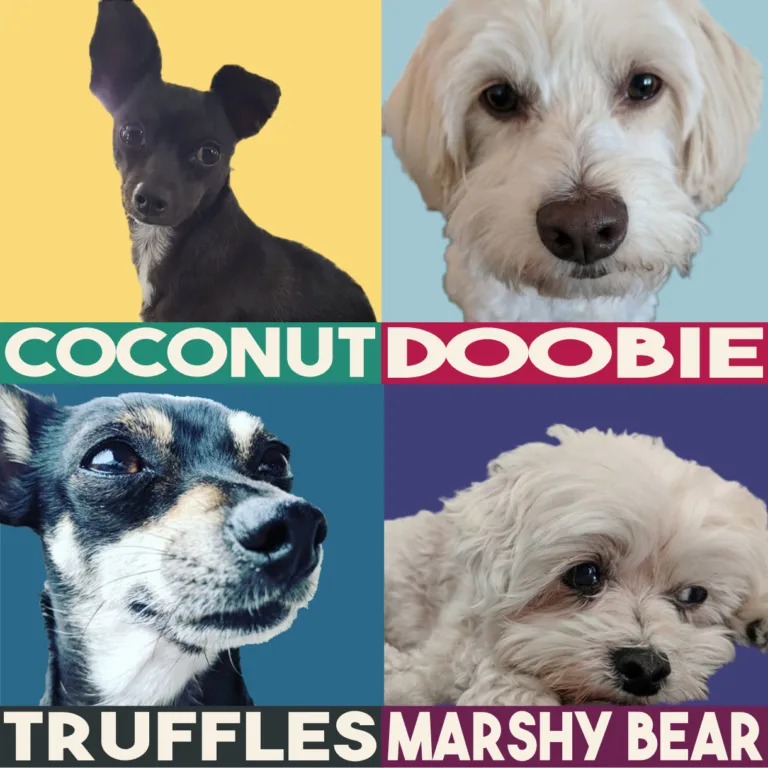 Four quadrants featuring close-up portraits of different dogs, each with a name caption: top left is a black chihuahua named coconut, top right a white maltese named doobie, bottom left a black and white mixed breed named truffles, and bottom right a fluffy white pup named marshy bear.